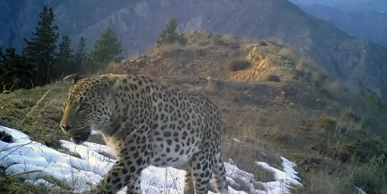 Anadolu Parsına Zarar Vermek Artık 45 Milyon TL 3